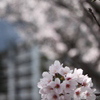 桜2014 (1/5)