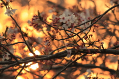 夕桜