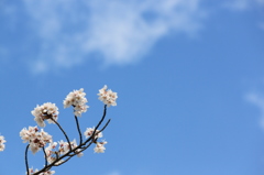桜2014 (5/5)