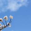 桜2014 (5/5)