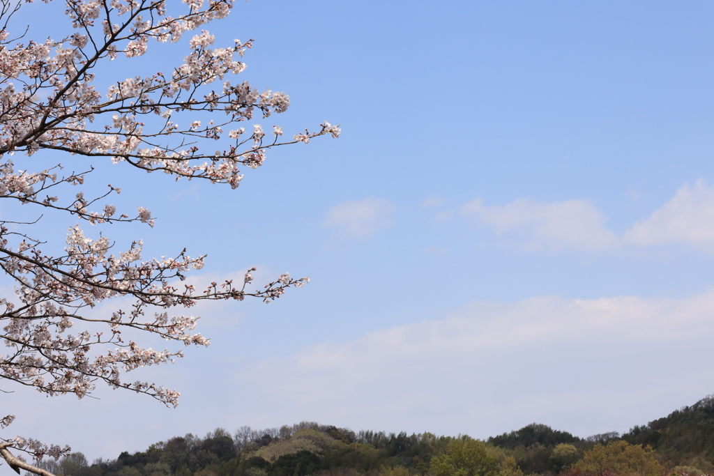 sakura '2019