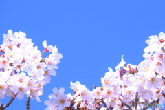 さくら日和