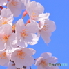 さくら日和