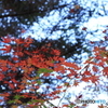平成森林公園