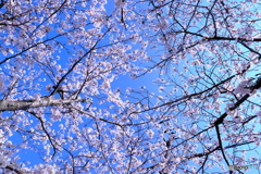 さくら日和