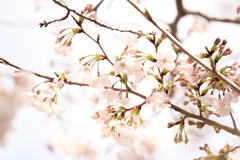 sakura '2019