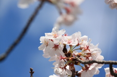 桜2014 (4/5)