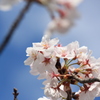 桜2014 (4/5)
