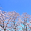 さくら日和