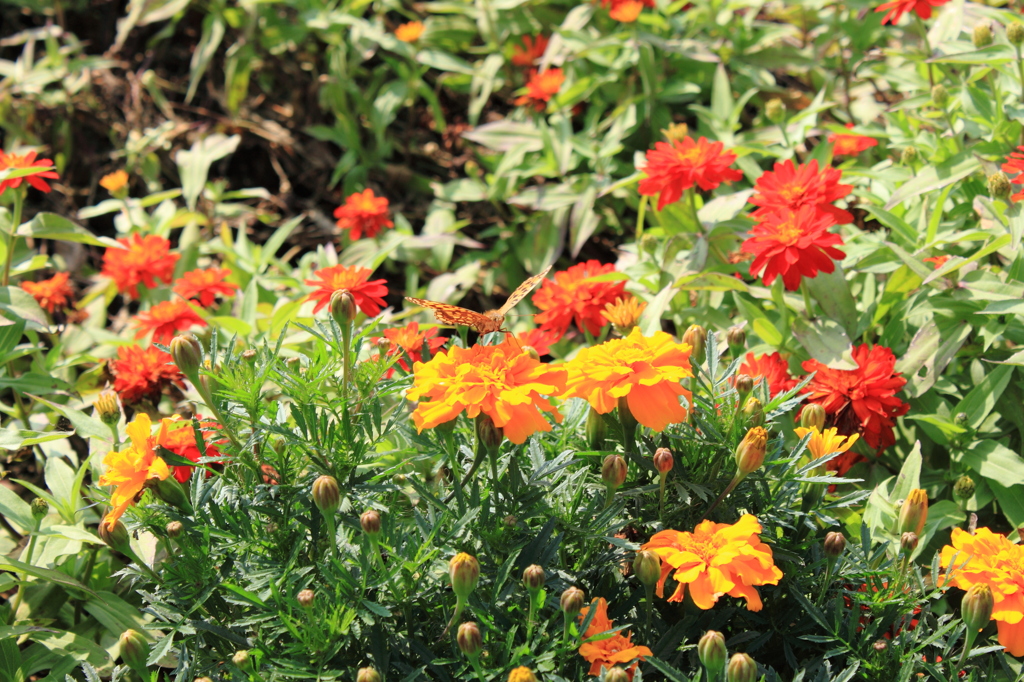 花公園７