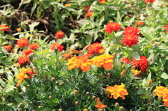 花公園７