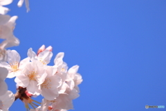 さくら日和
