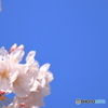 さくら日和