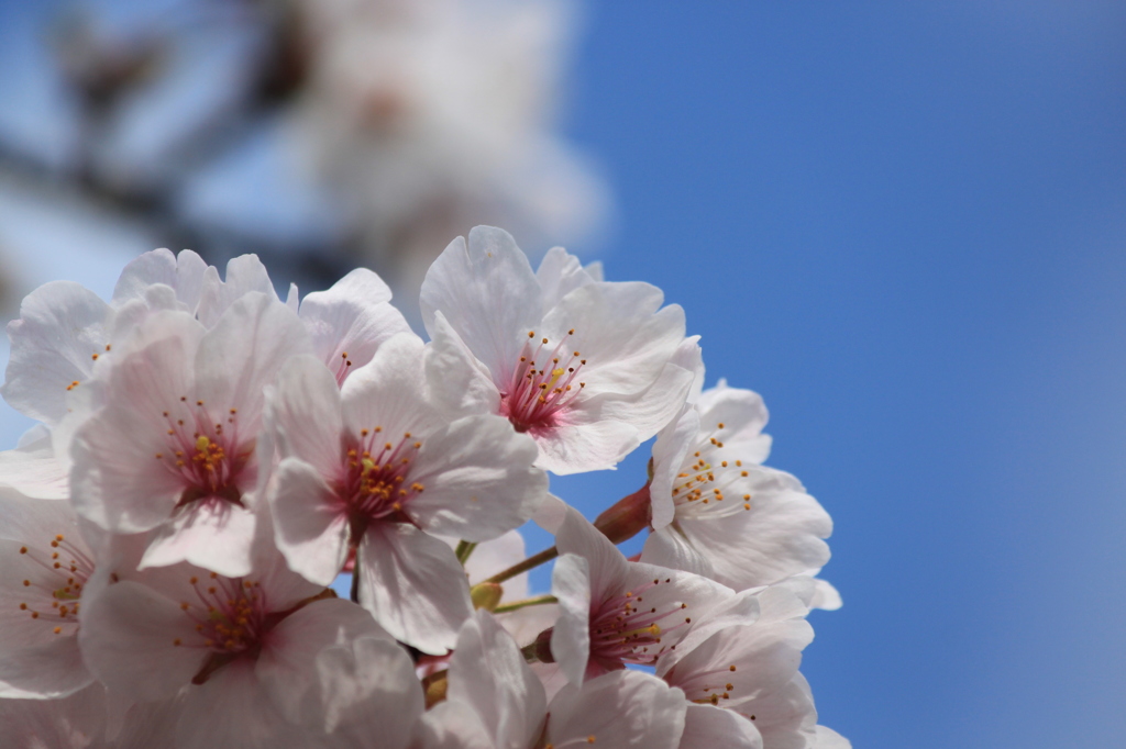 桜2014 (2/5)