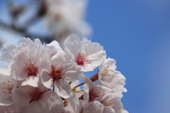 桜2014 (2/5)