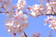 さくら日和