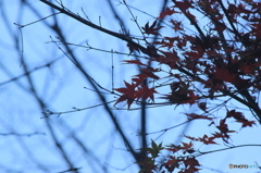 平成森林公園