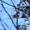 平成森林公園