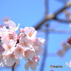 さくら日和