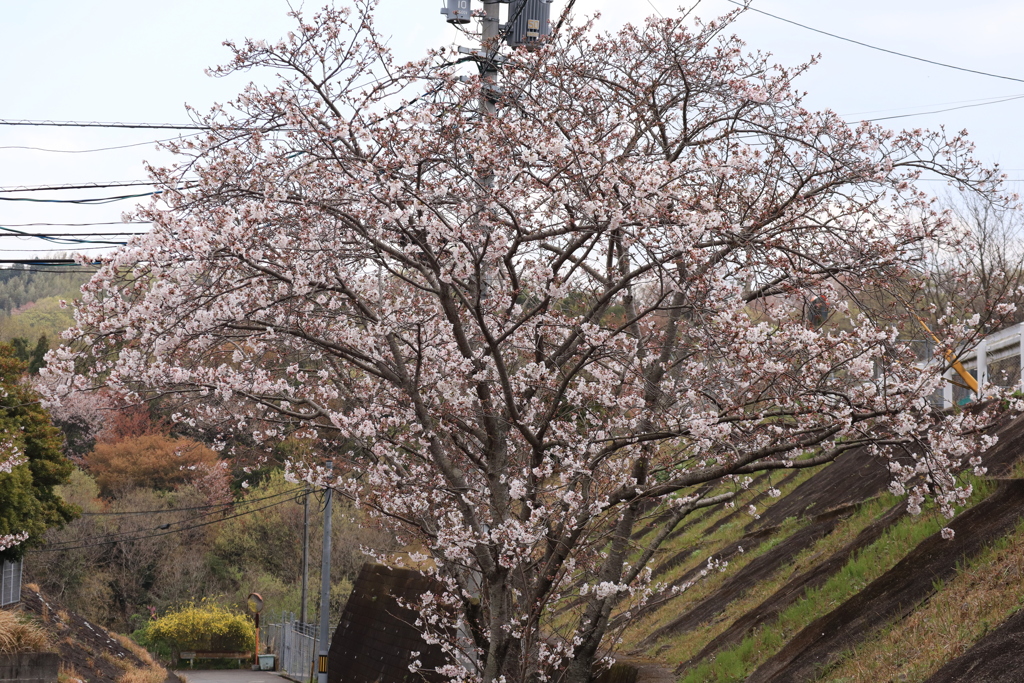 sakura '2019
