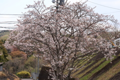 sakura '2019