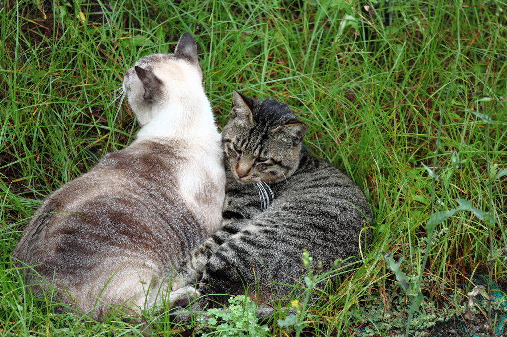 ねこねこ