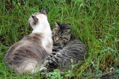 ねこねこ