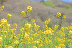 菜の花