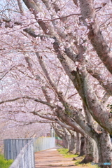 さくら日和