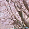 さくら日和