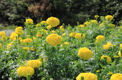 花公園２
