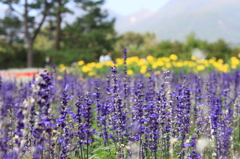 花公園４
