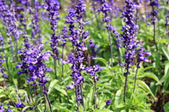 花公園３