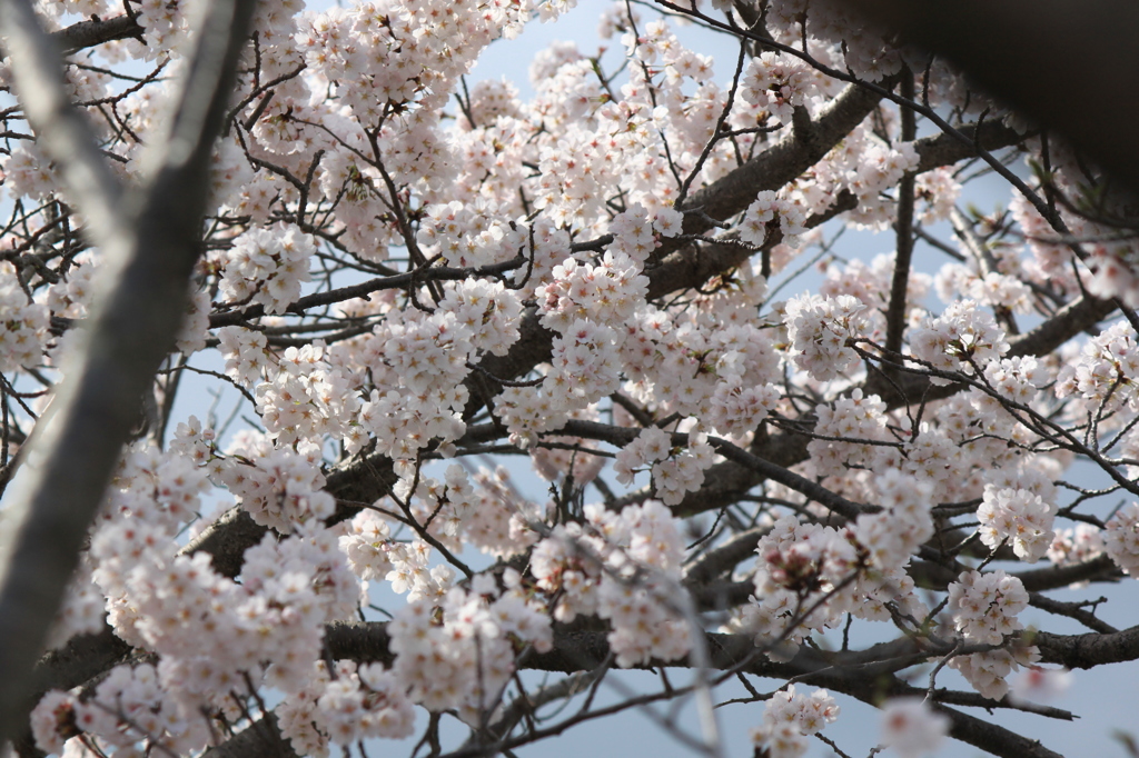 桜2014 (3/5)