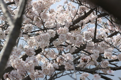 桜2014 (3/5)