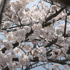 桜2014 (3/5)