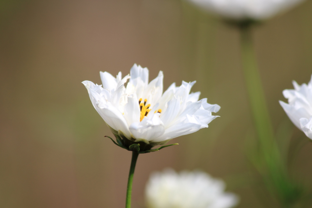 花公園８