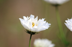 花公園８