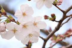 sakura '2019
