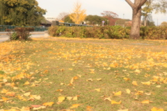 イチョウ