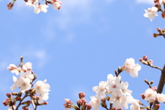 sakura '2019