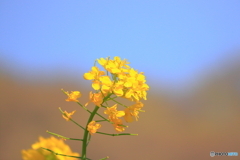 菜の花