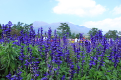 花公園５