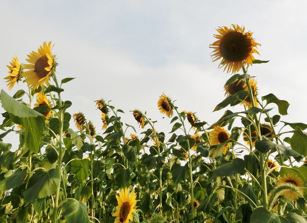 ヒマワリが一杯E