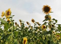 ヒマワリが一杯E