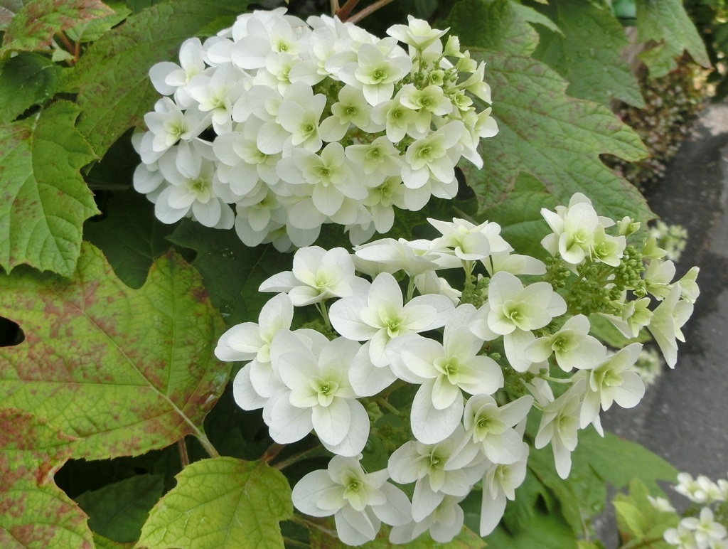 カシワバアジサイA