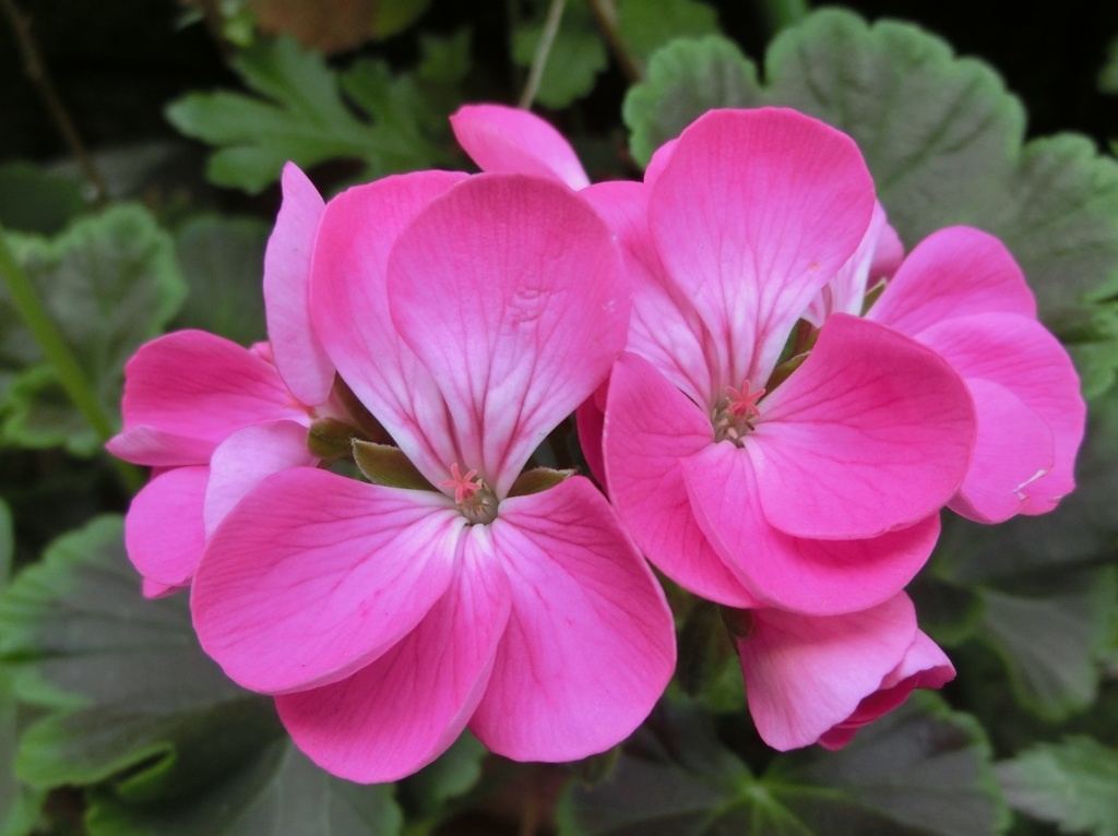 ゼラニューム01