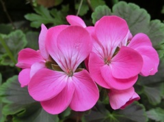 ゼラニューム01