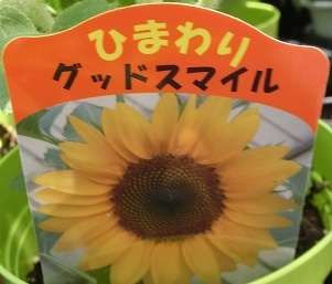 ひまわりグッドスマイル