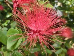 カリアンドラ・A